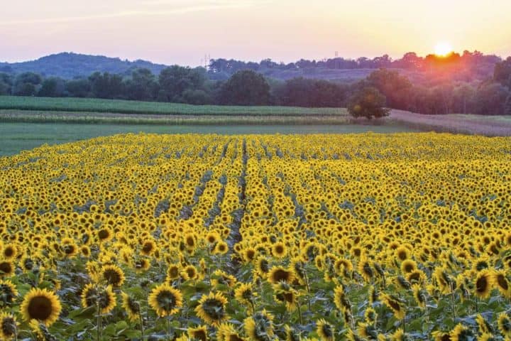 Sunflowers at Auger's Farm in North Branford, CT